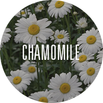 Chamomile Blossom Tea - Tea Drop 100's Single cup tea bags
